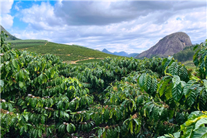 Em Rio Bananal (ES), quebra do café conillon deve superar os 70